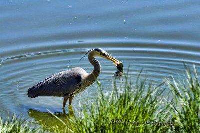 Great Blue Heron