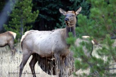 Cow elk feeding