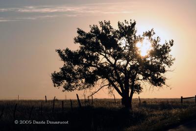 Tree at sunrise