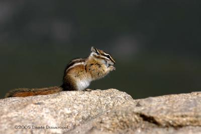 Golden Mantled Ground Squirrel