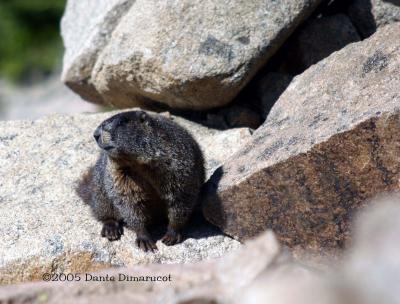 Yellow Bellied Marmot