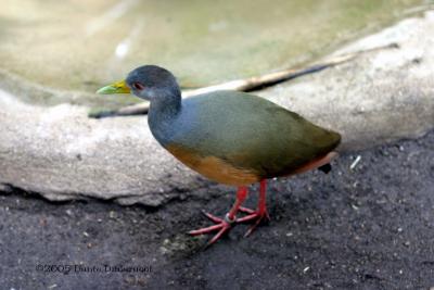 Purple Gallinule