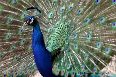 Peacock's display of colors