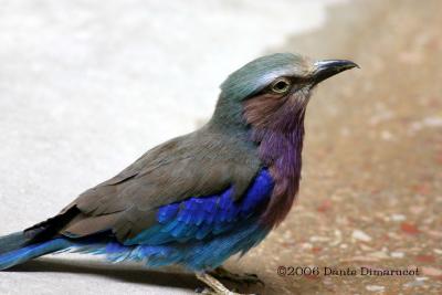 Lilac Breasted Roller