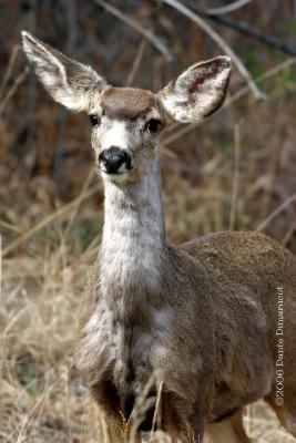 Mule Deer