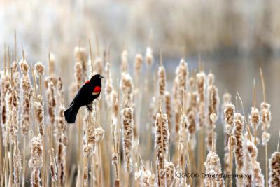 Red Winged Blackbird on cattails (w/ sound)