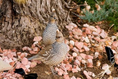 Scaled Quails