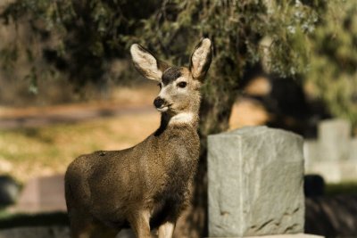 Mule Deer