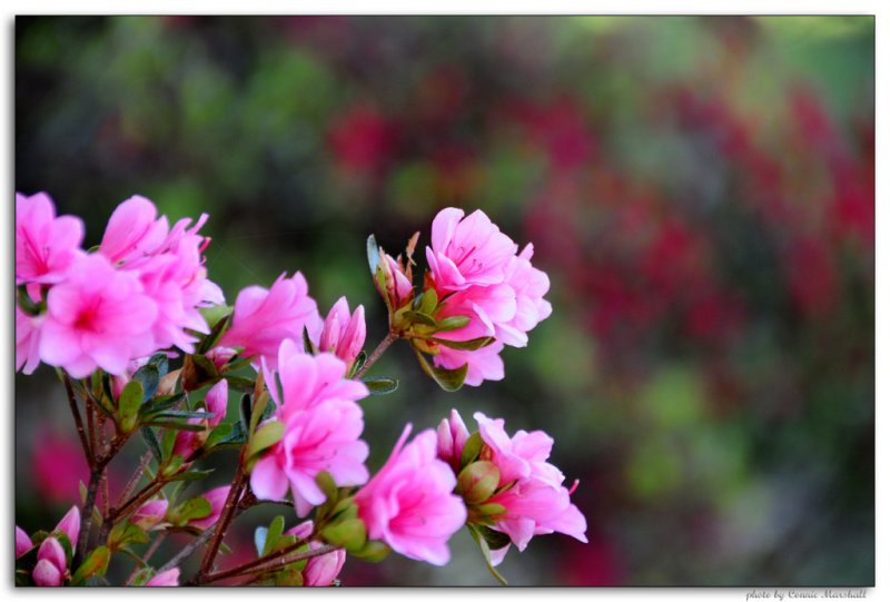 Azalea in the yard
