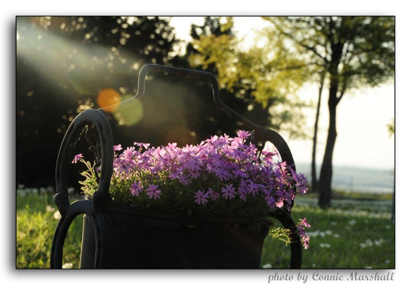 Evening sunshine