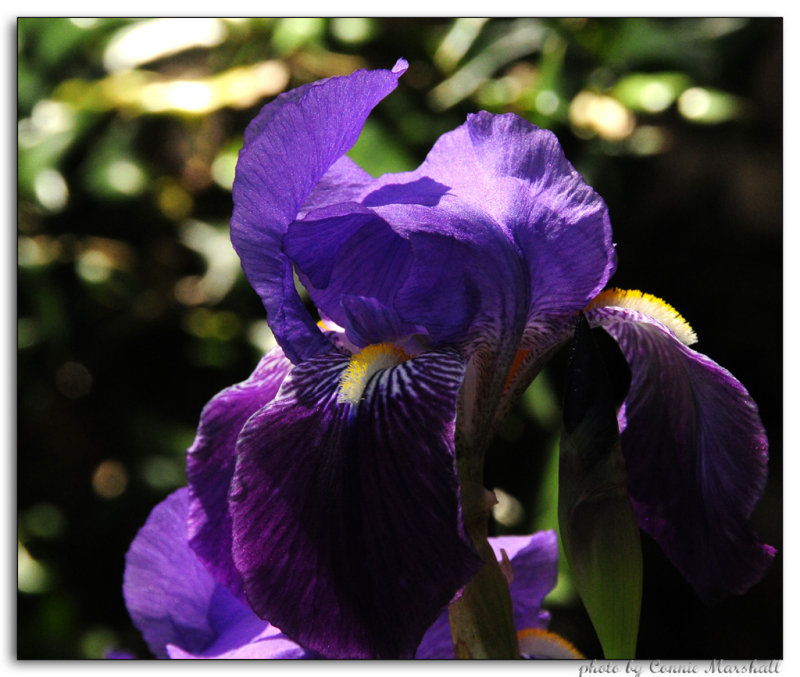 Yet another bearded Iris