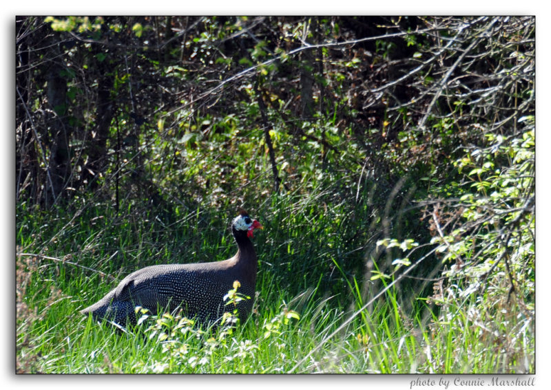 DSC_0280f1crop-lr.jpg