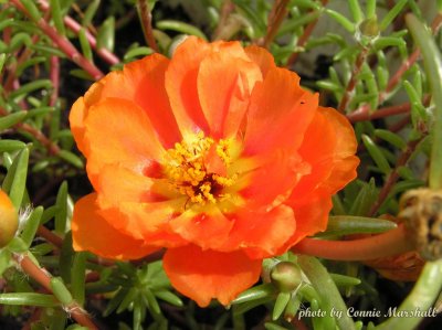 Moss Rose