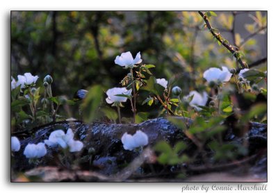 The berries are starting to bloom