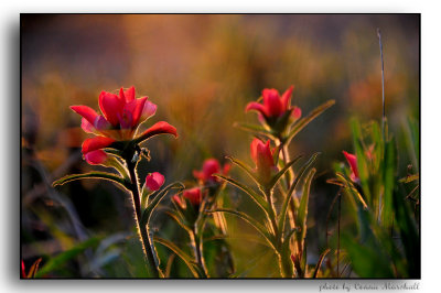 Indian paint brush at sunset