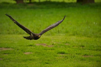 Young White Tailed Fish Eagle