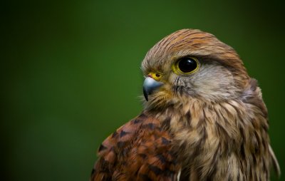 Kestrel