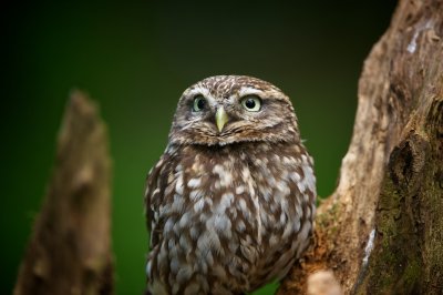 Little Owl