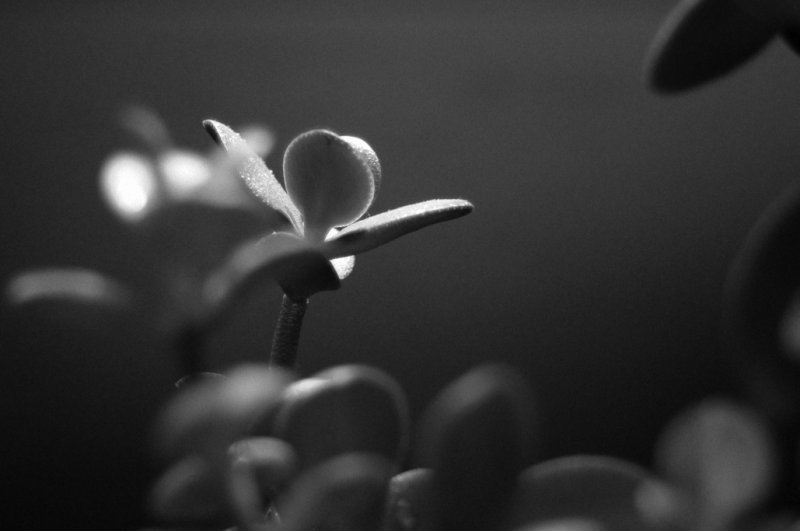 August 21: jade stalk