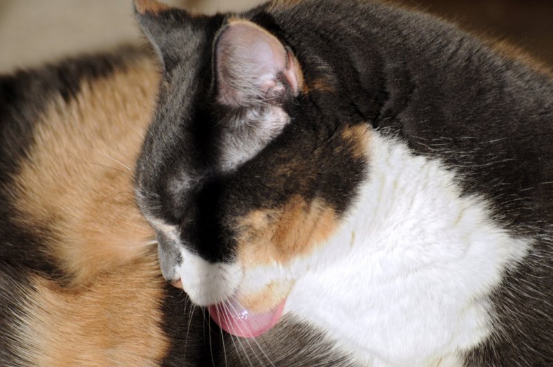 mmm, tastes like cat
