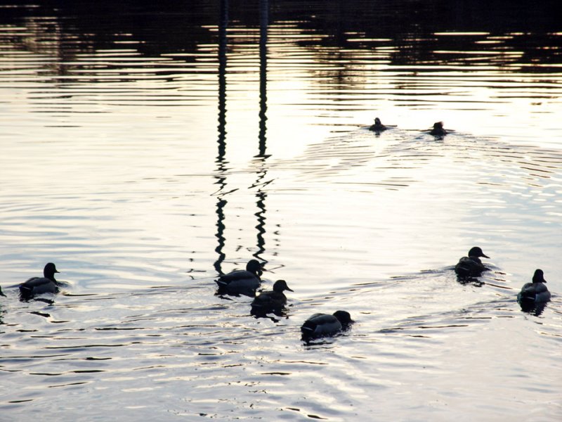 golden pond