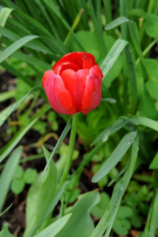 red tulip