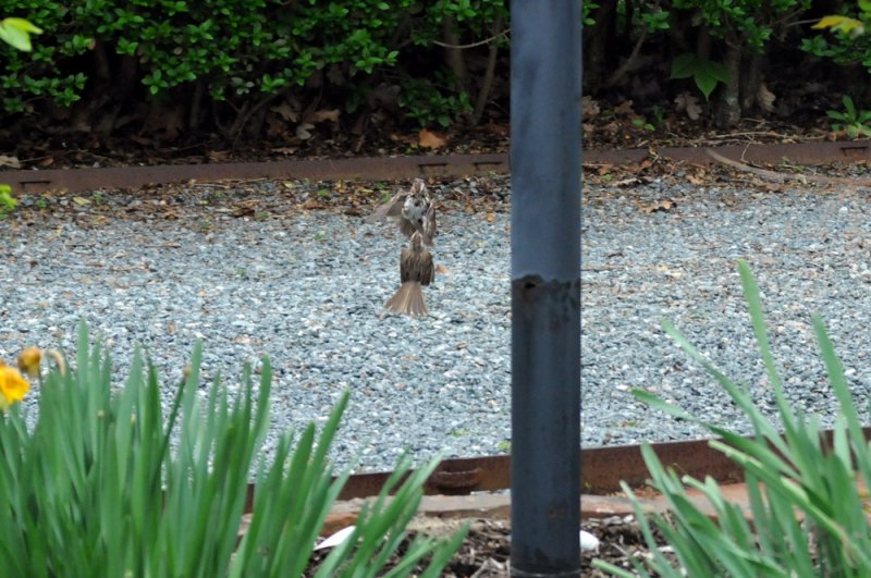 The Matrix 4: For the Birds