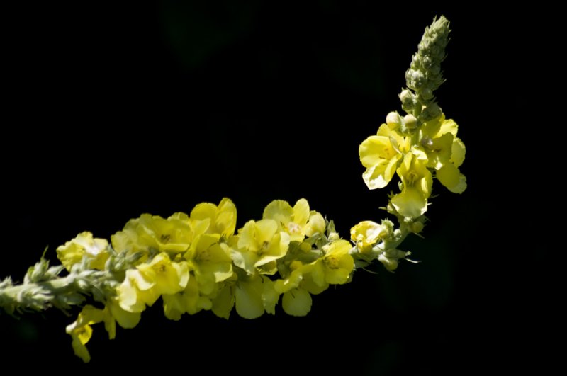 Mullein