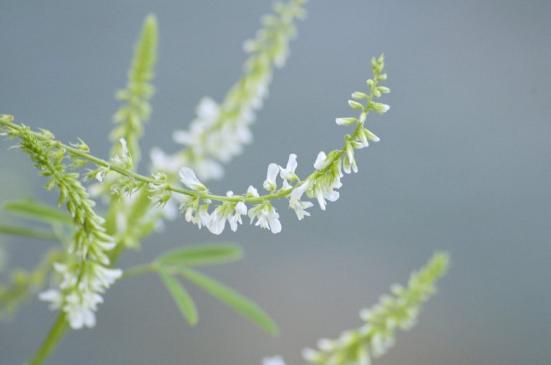 White sweet clover