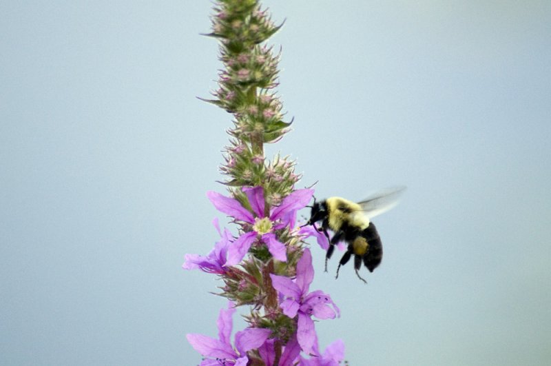 Purple loosestrife