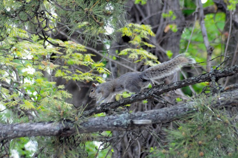 squirrel