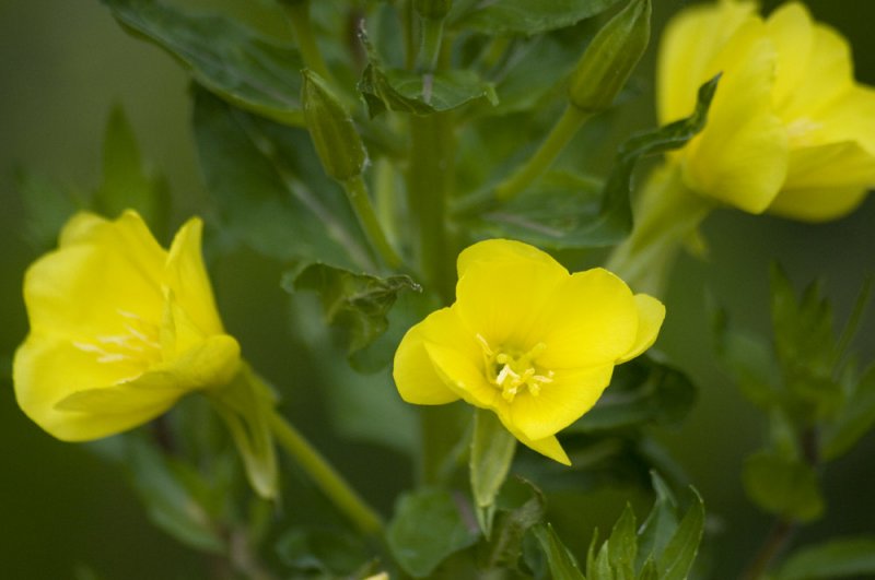 Evening primrose