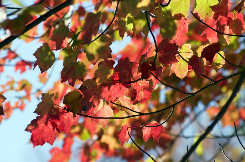 Red maple
