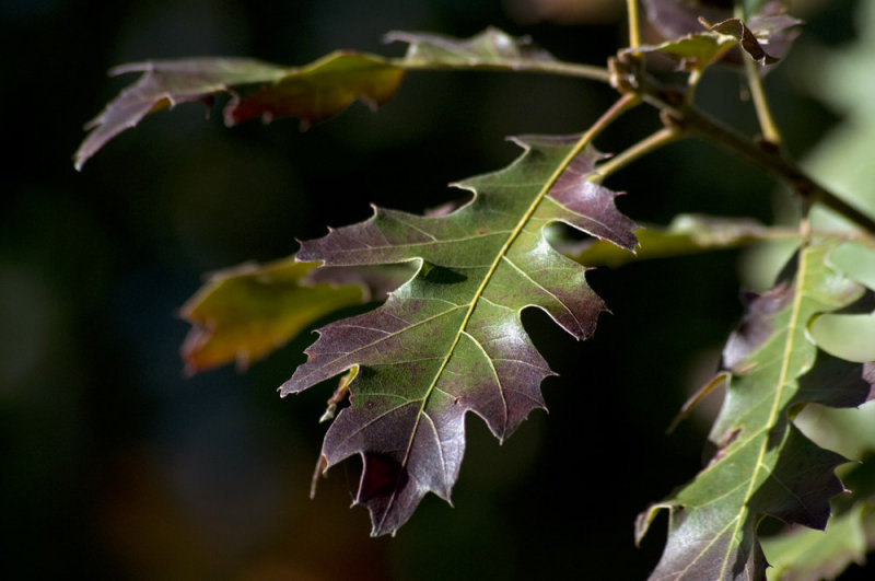 Oak