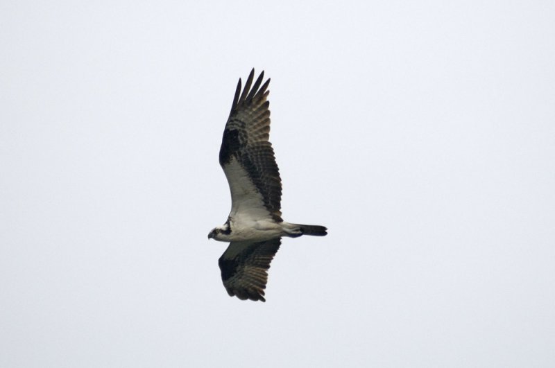 Red-shouldered hawk