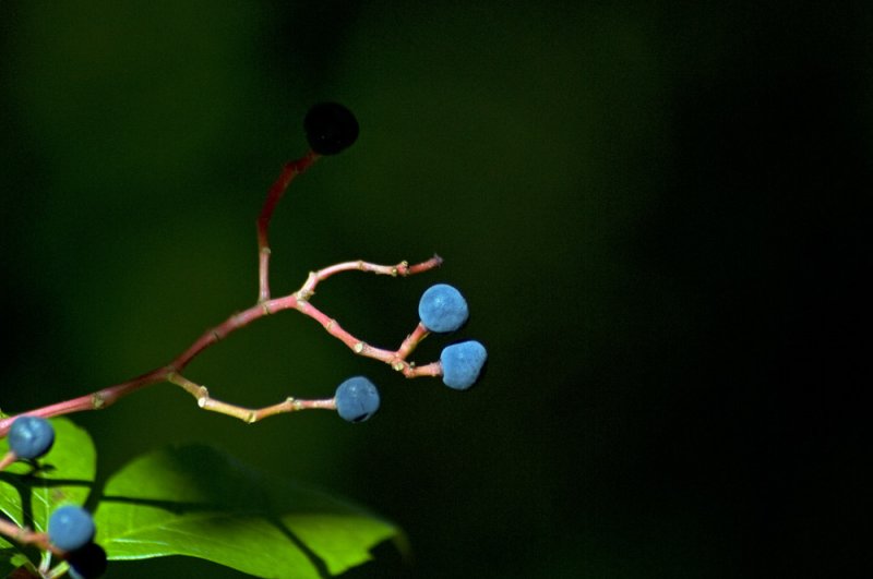 Blue berries