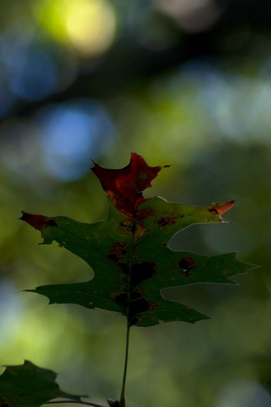 Oak leaf