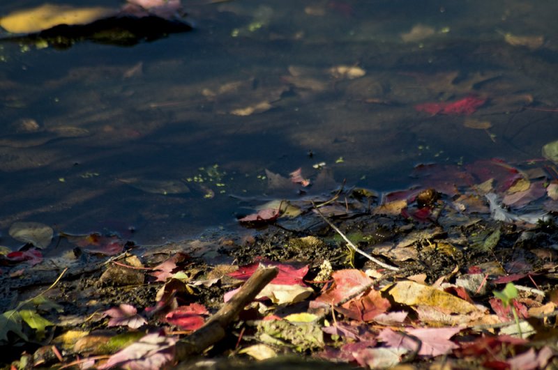Waters edge