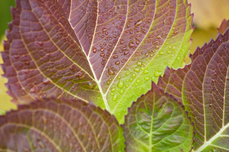 Hydrangea