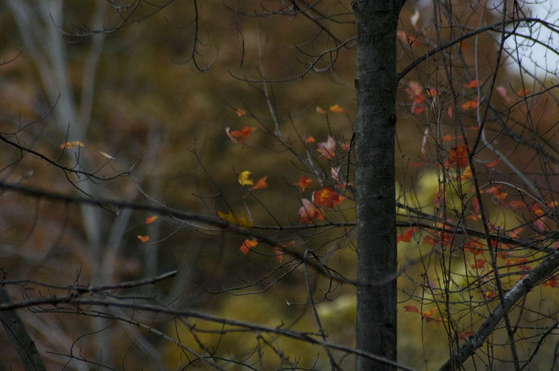 Noreaster