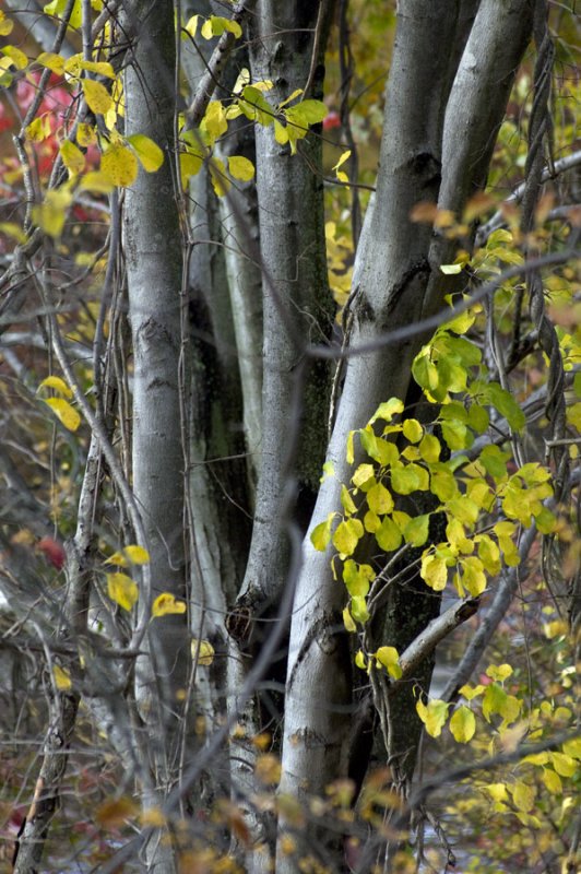 Stand of trees