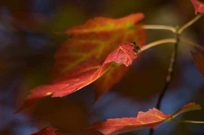 Red maple