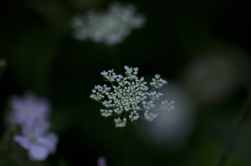 Bokeh bouquet