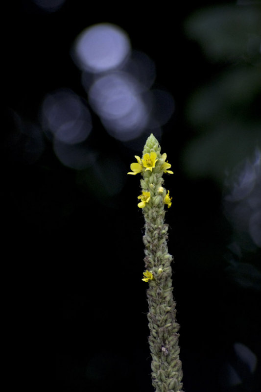 Mullein