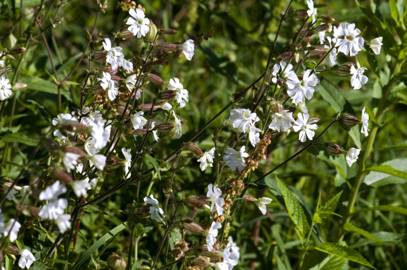 White campion