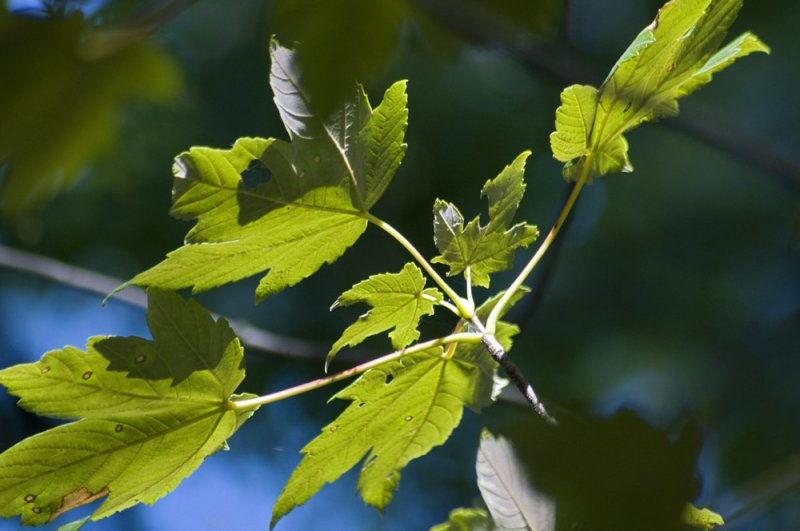 Red maple