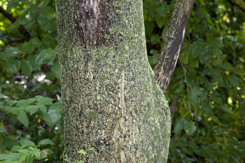Still green