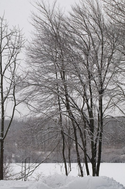 Stand of red maples