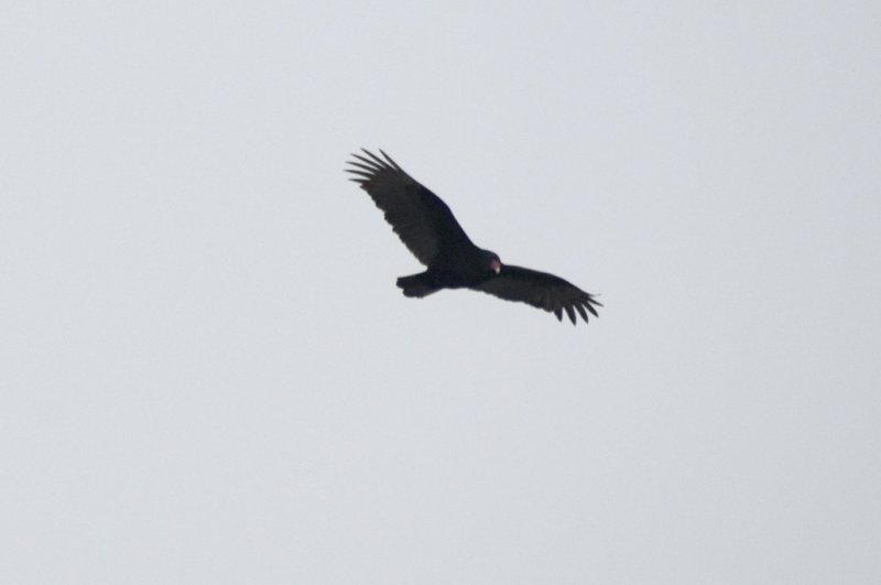 Turkey buzzard