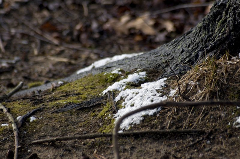 Green moss